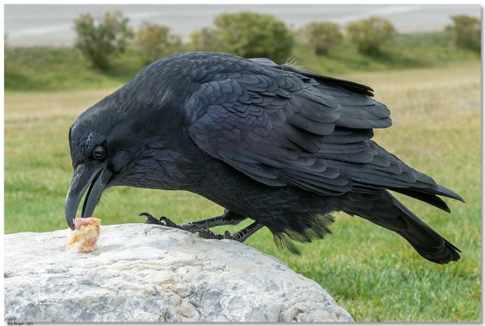 Черноспинная певчая ворона