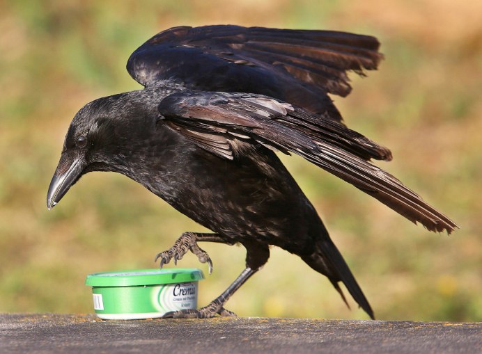 Уродливые птицы