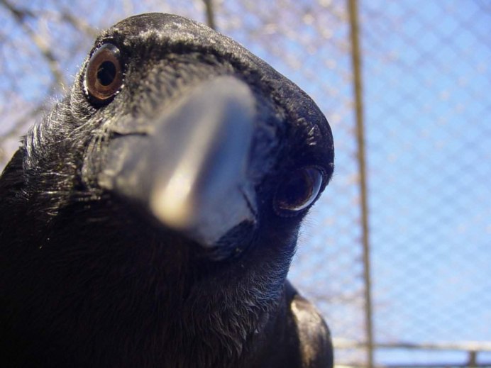 Исполинский ворон