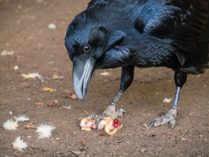Ворона клюет