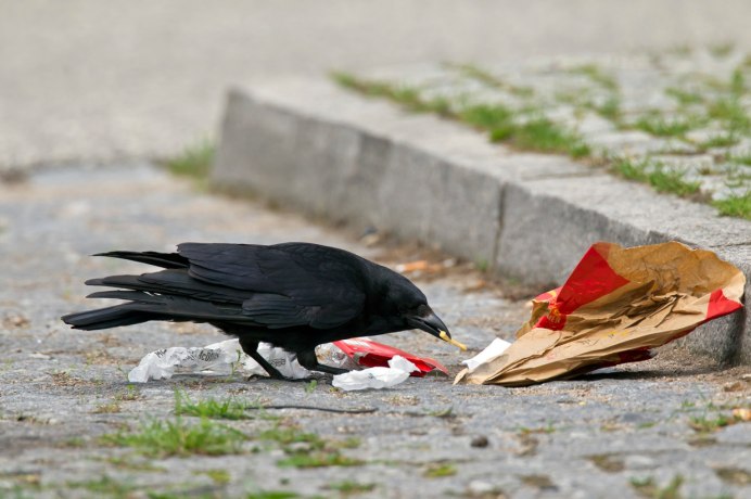 Вороны в Калифорнии