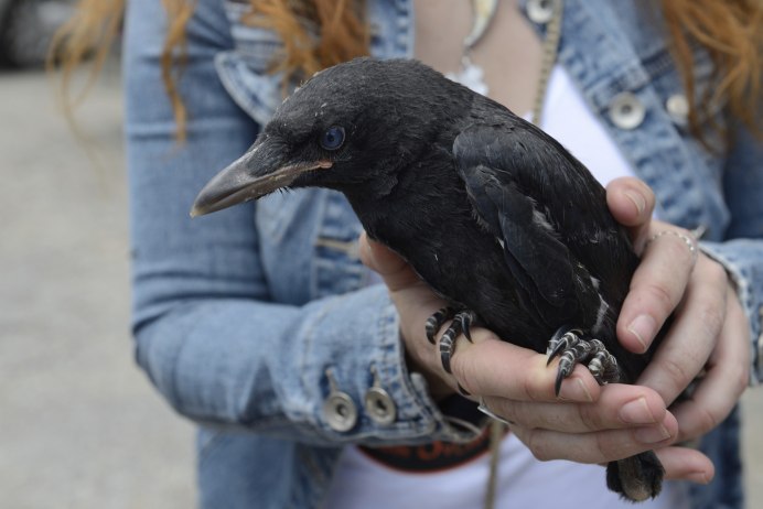 Вороны в Воронежской области