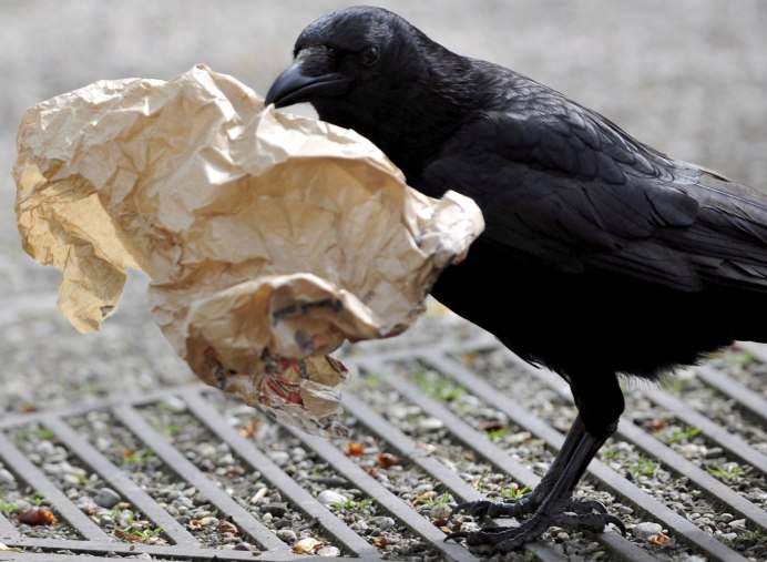 «Мудрый ворон»