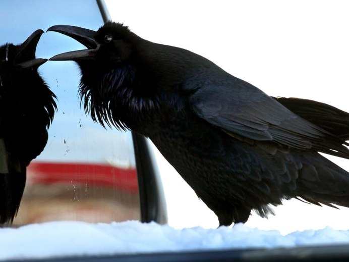 Наглый ворон