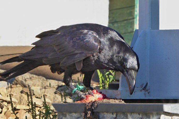 Новокаледонский ворон умнейшая птица