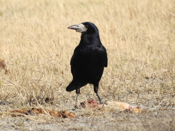 Нападающий ворон