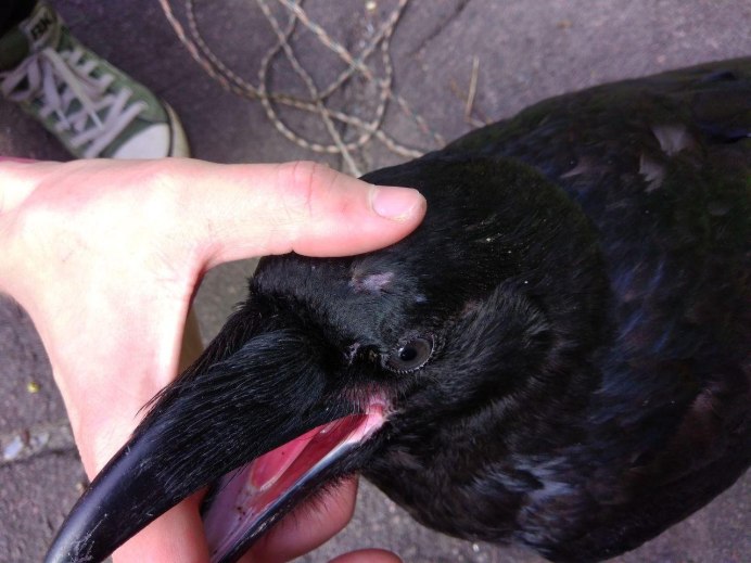 Чёрная птица Чернобыля