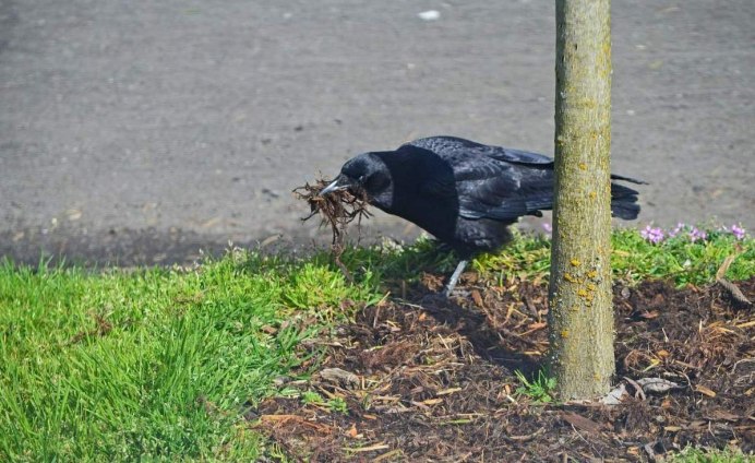 Ворон ест