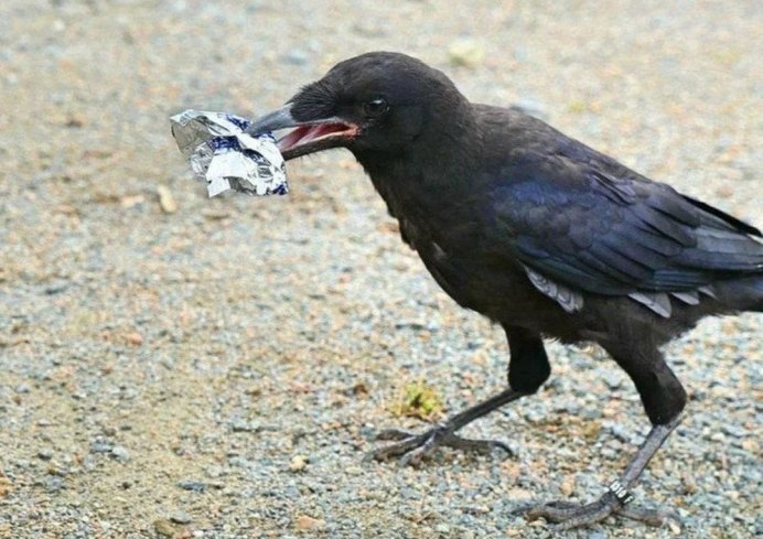 Грачи дерутся