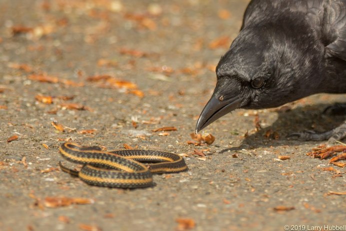 Ворона ворует еду