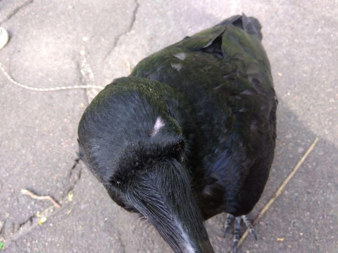 Яйца вороны