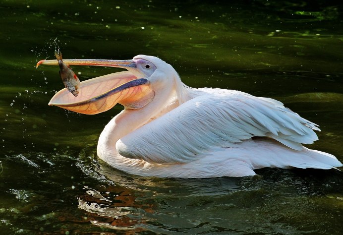 Pelecanus rufescens