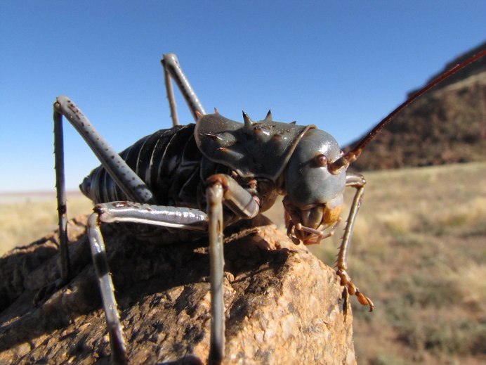 Acanthoplus discoidalis кузнечик