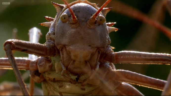 Acanthoplus discoidalis