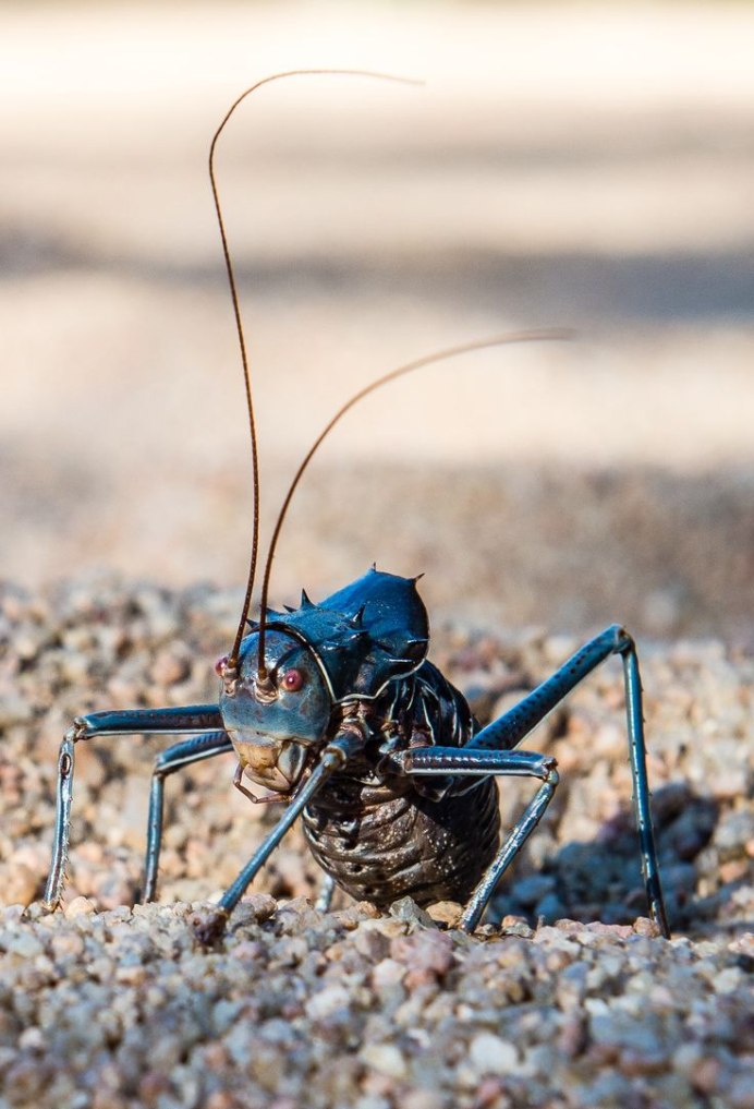 Сверчки Acanthoplus discoidalis