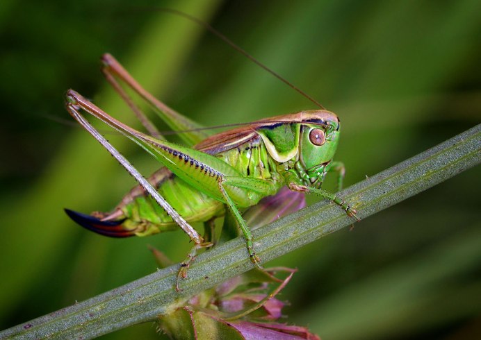 Кузнечик серый (Decticus verrucivorus)