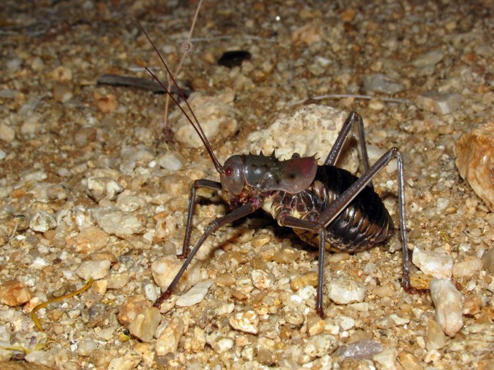 Acanthoplus discoidalis кузнечик