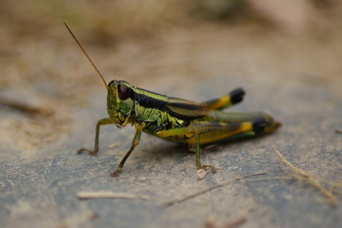 Eastern Lubber Grasshopper