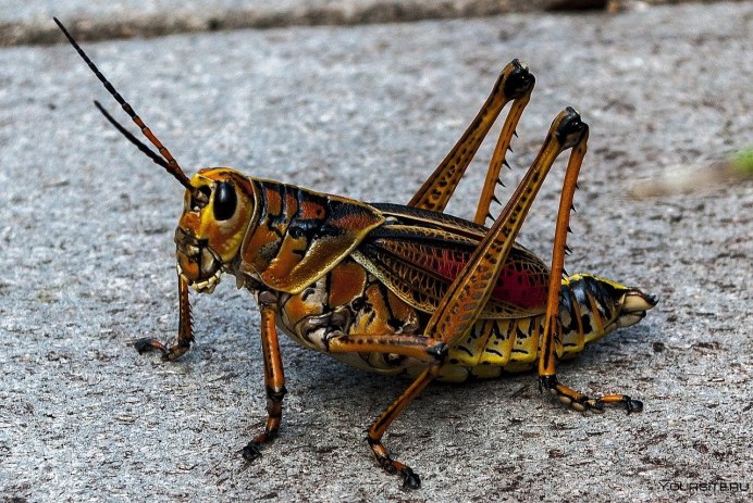 Anabrus Simplex