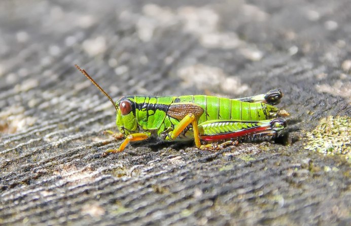 Acanthoplus discoidalis
