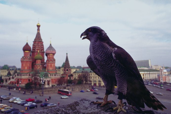 Зимующие птицы Подмосковья