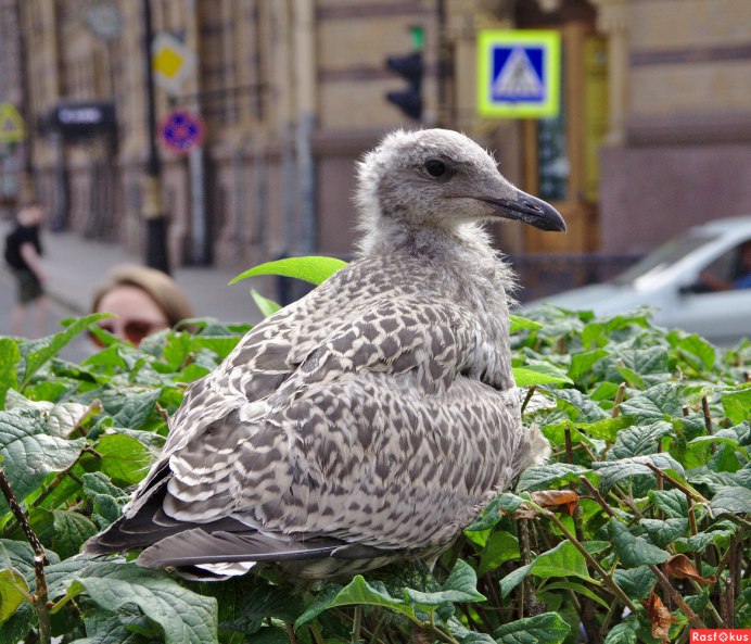 Garrulus glandarius