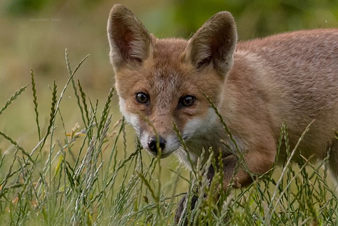 Карточка Red Fox