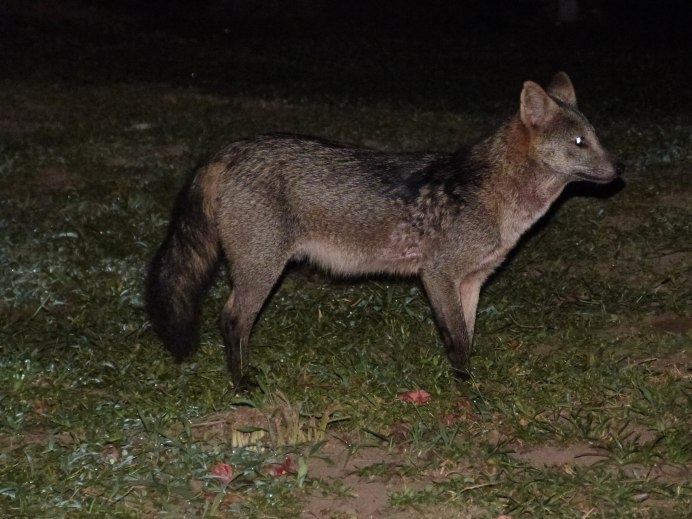 Andean Fox