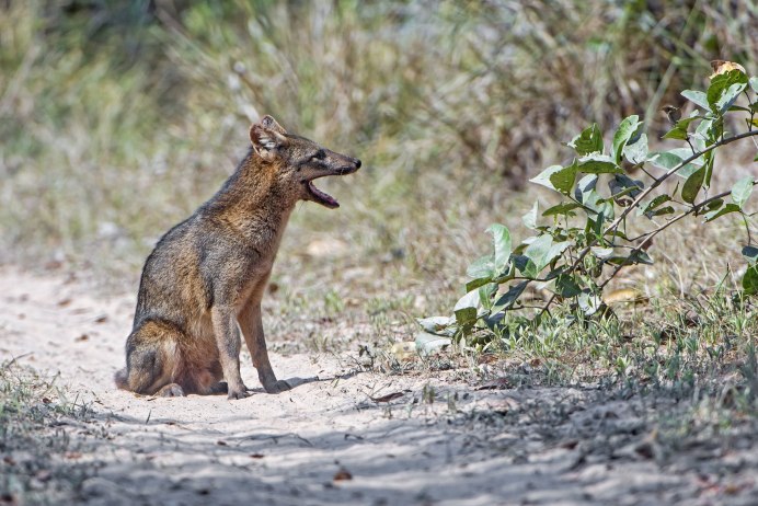 Canidae для собак