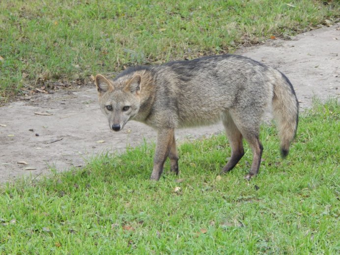 Лиса Gray Fox