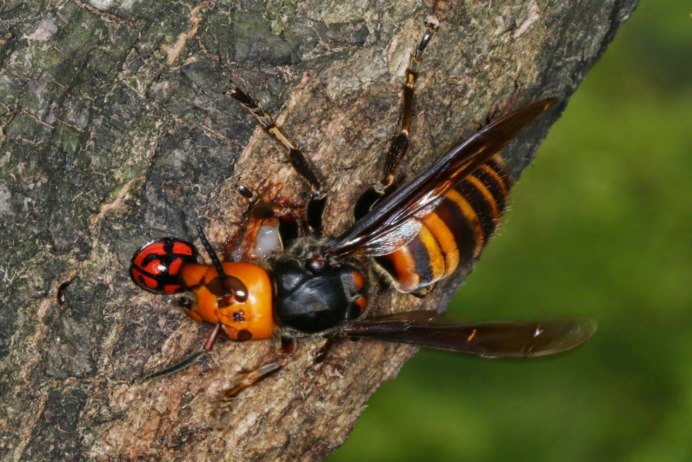 Vespa mandarinia Шершень