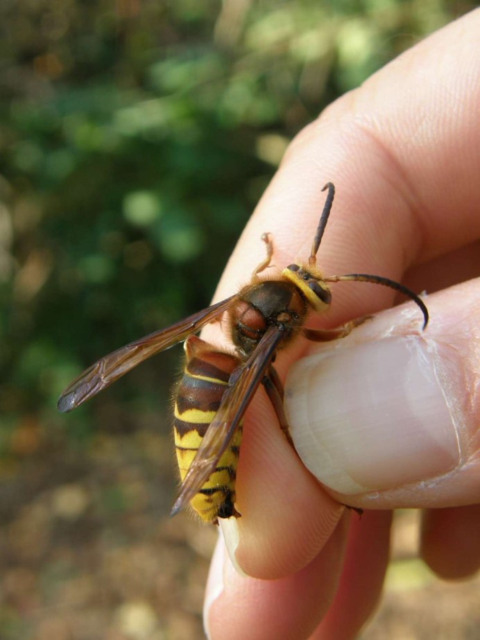 Vespa mandarinia Шершень