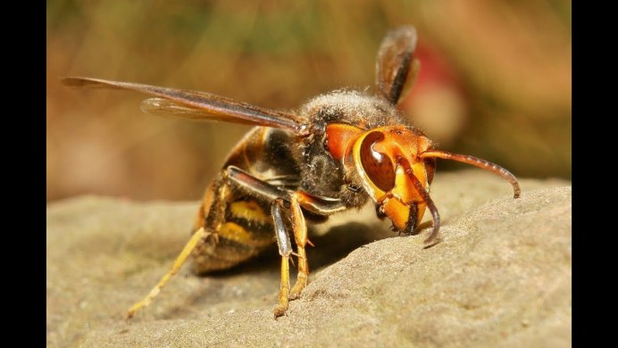 Vespa mandarinia Шершень