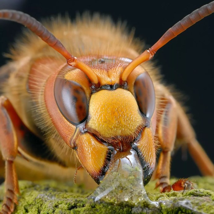 Vespa mandarinia Шершень
