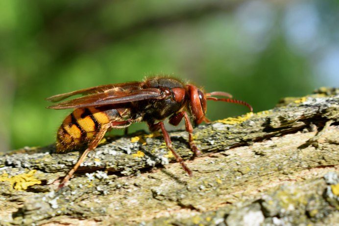Hymenoptera Перепончатокрылые