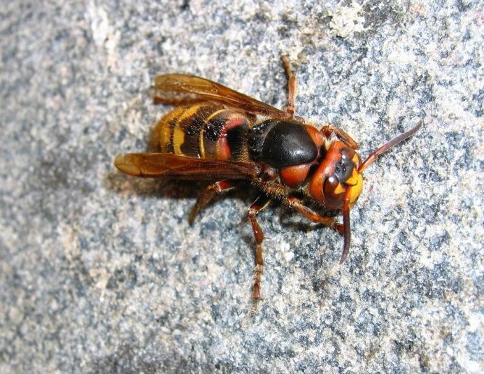 Vespa mandarinia гигантский азиатский Шершень