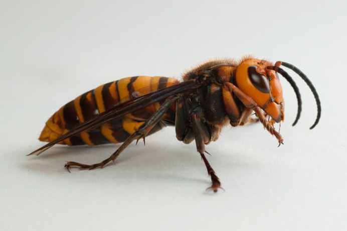 Vespa mandarinia Шершень