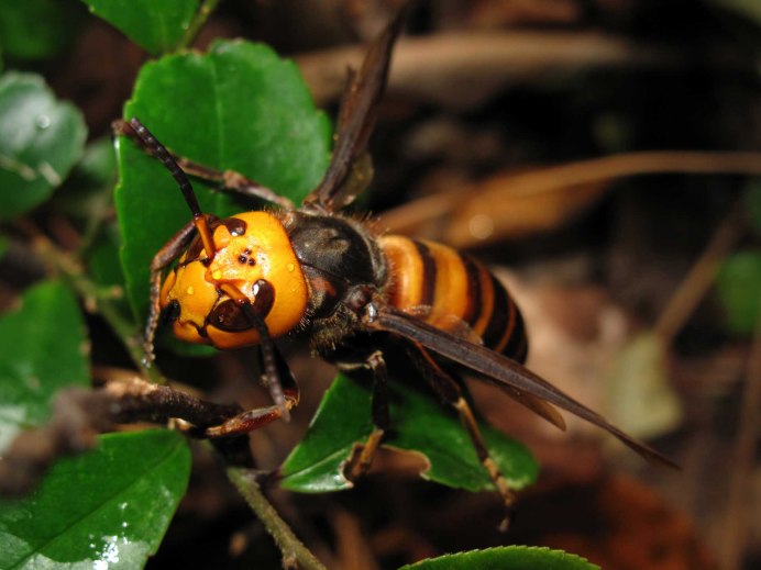 Шершень Vespa velutina