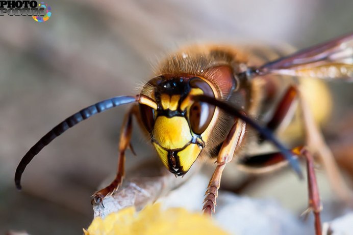 Vespa mandarinia Шершень