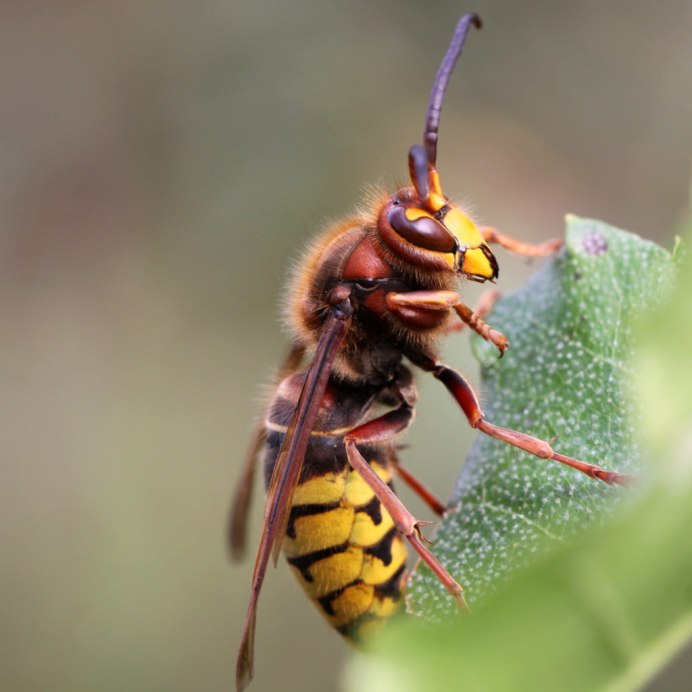 Vespa mandarinia Шершень