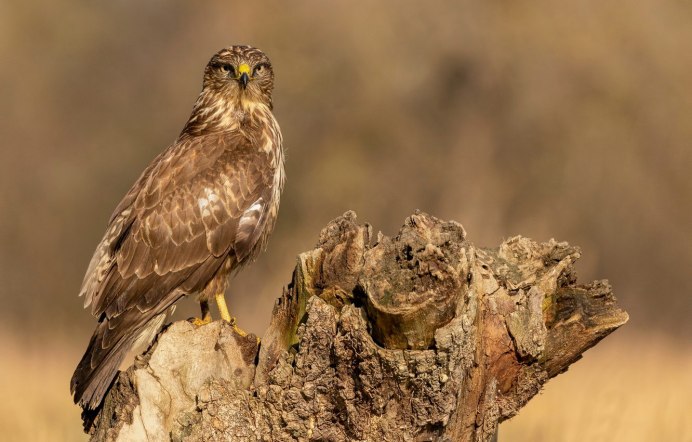 Buteo Buteo без лицензии Россия