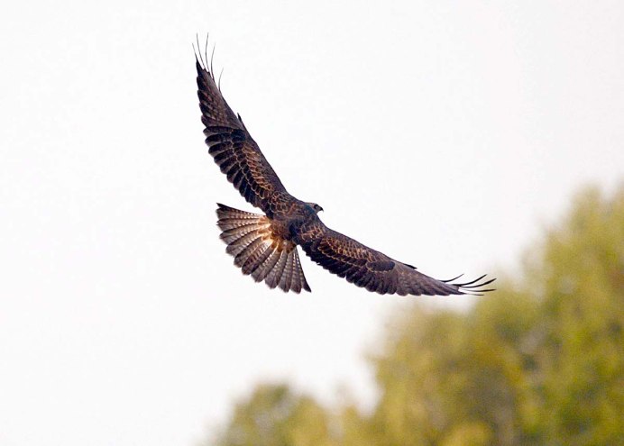 Eastern Buzzard