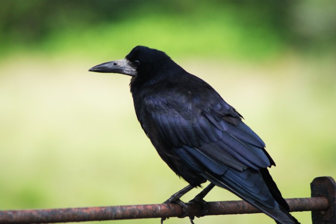 Corvus coronoides