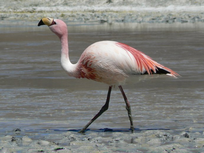 Фламинго розовый (Phoenicopterus roseus)