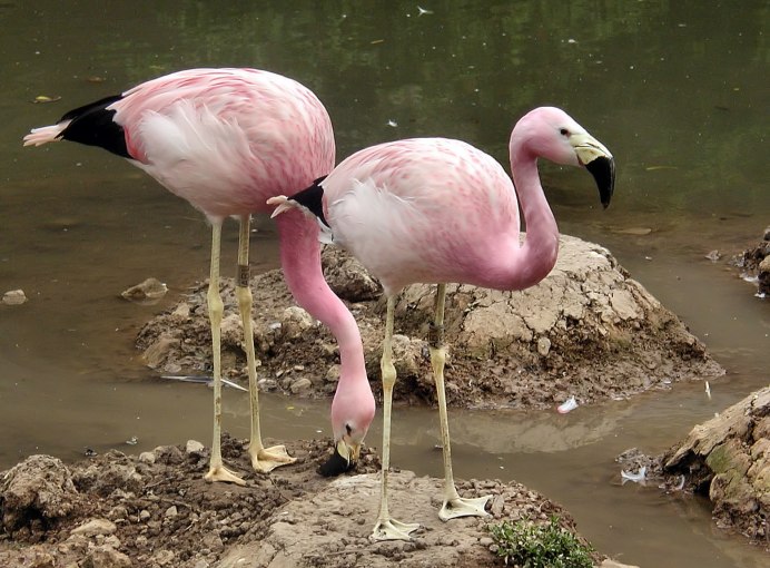 Phoenicoparrus andinus