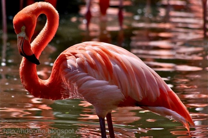 Phoenicopterus Chilensis