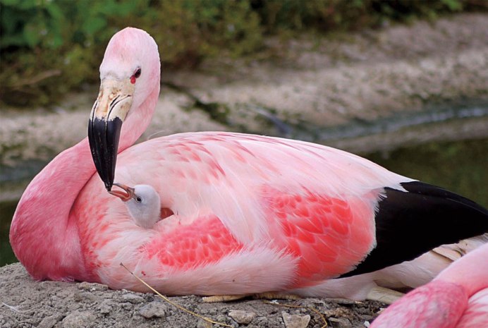 Phoenicopterus roseus