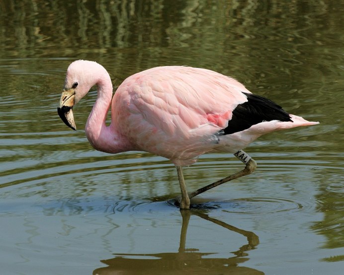 Andean Flamingo