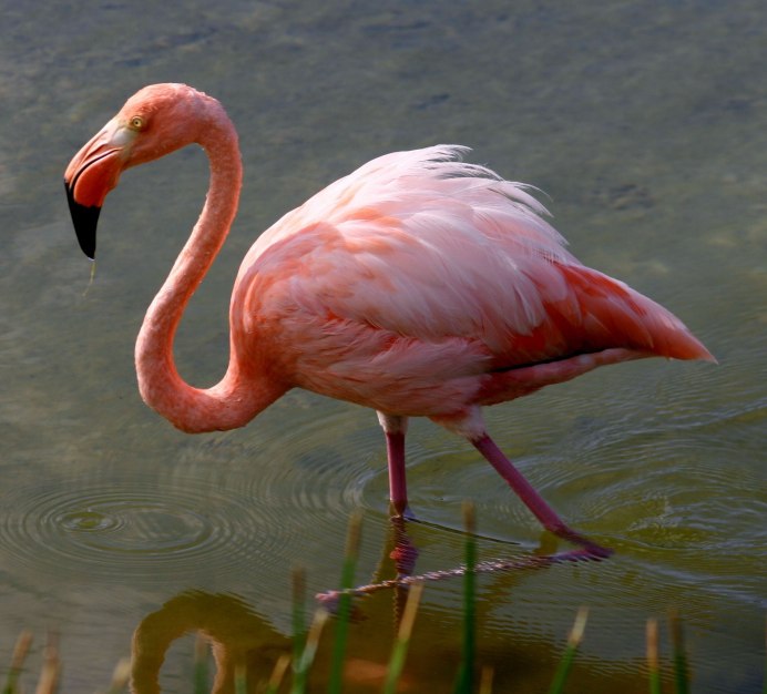 Phoenicoparrus andinus