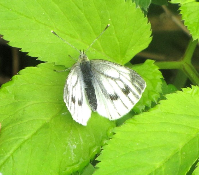 Бабочка Белянка Степная